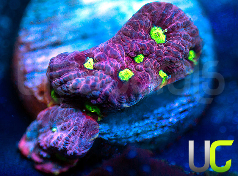 UC Pink Splash Favites