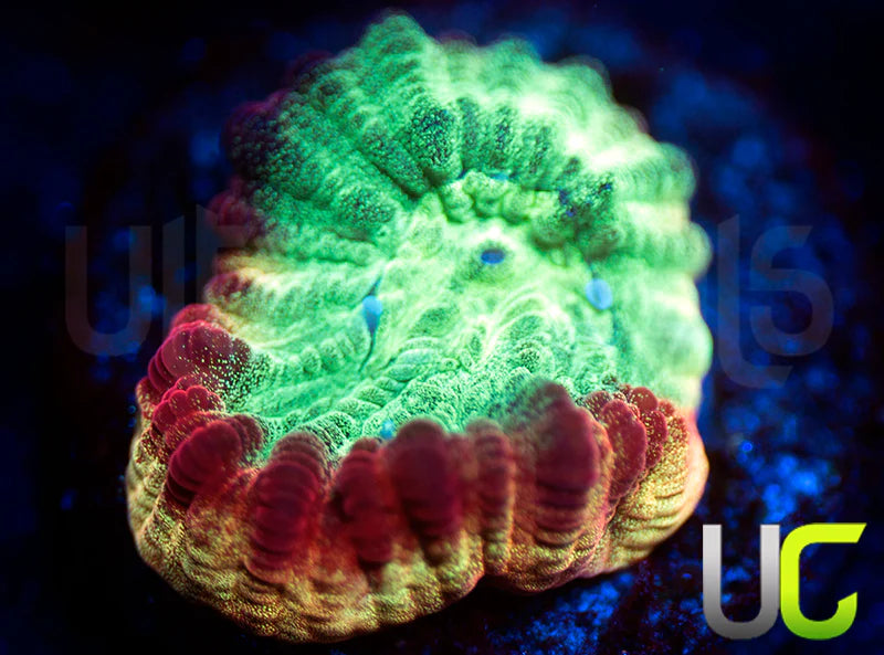 JF Psycho Rainbow Rim Favia