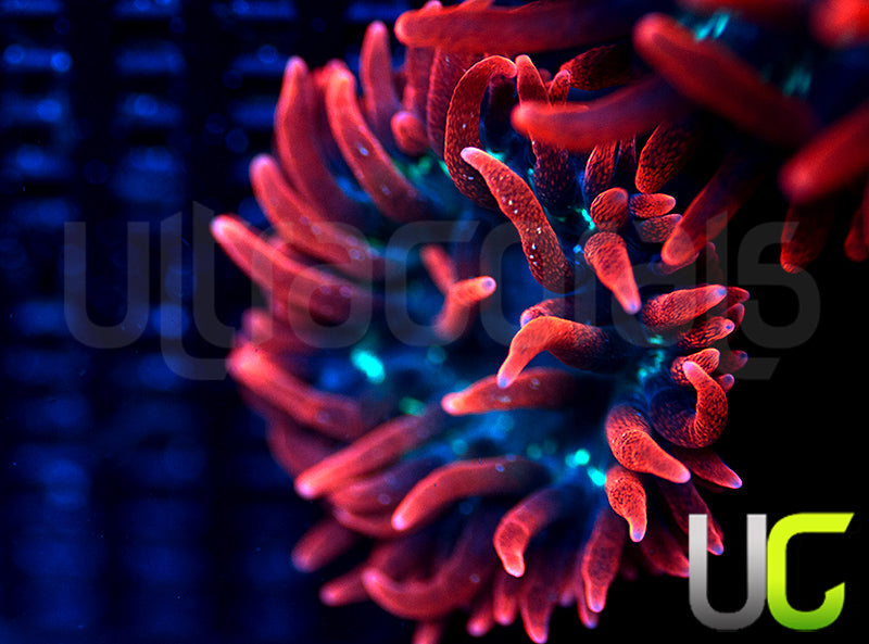 Black Widow Anemone - Small