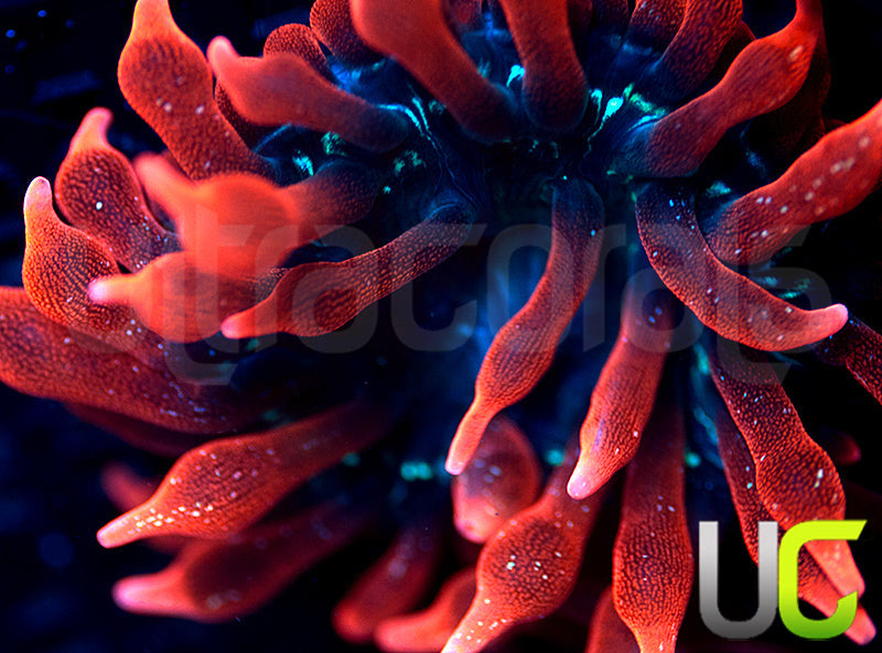 Black Widow Anemone - Small