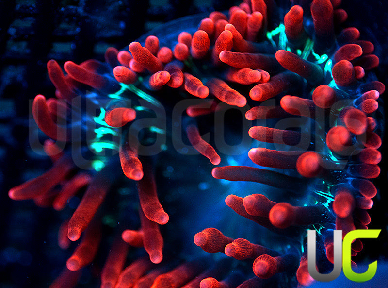 Black Widow Anemone - Medium