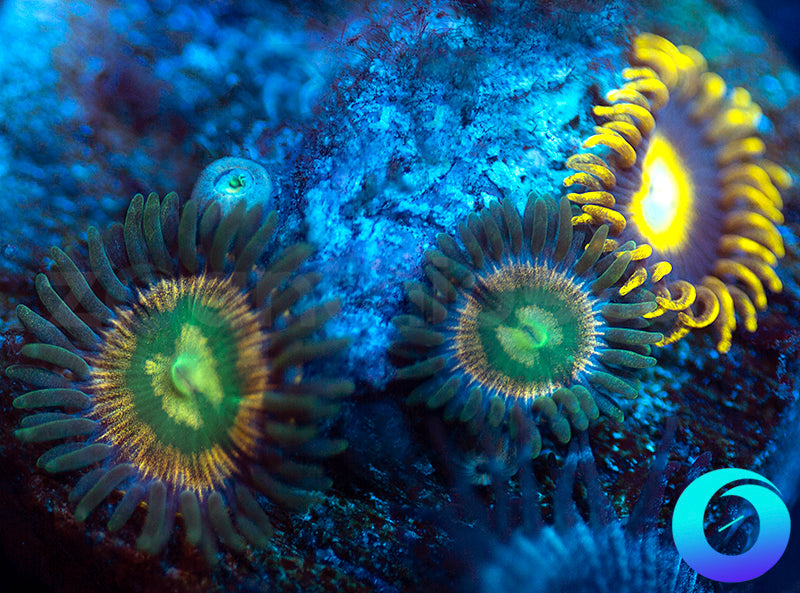 RR Kraken & Black Stingers Combo