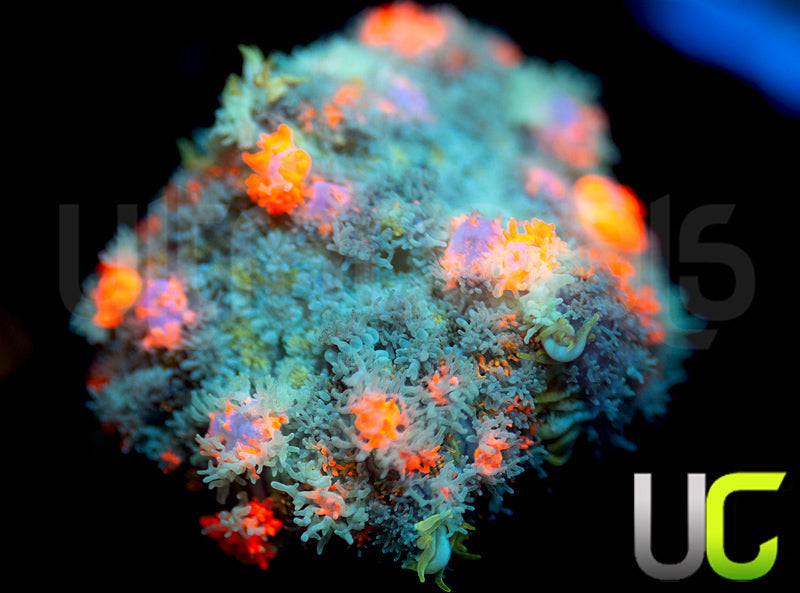 UC Fuzzy Lumpkins Bounce Mushroom