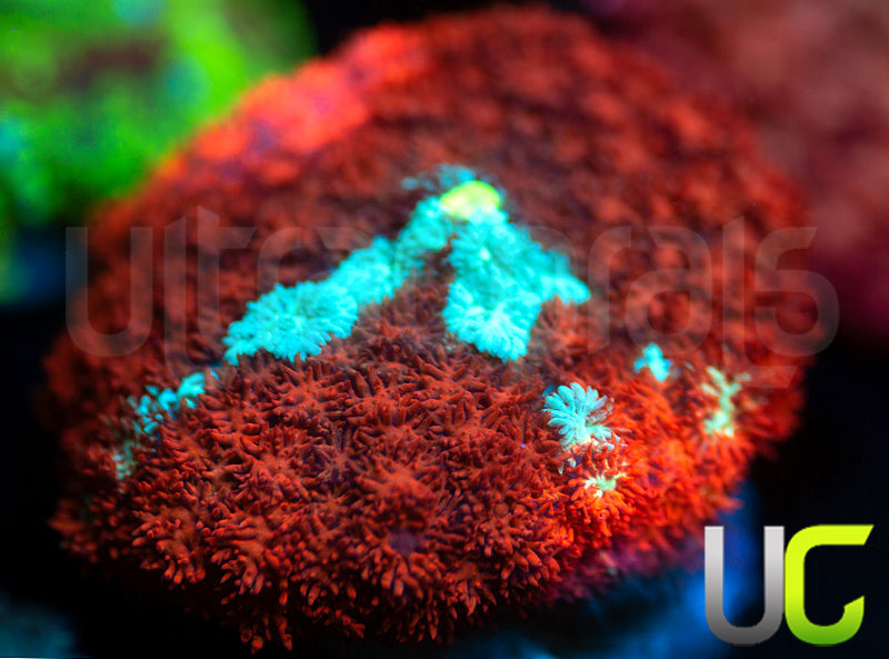 Ultra Red Cushion Mushroom