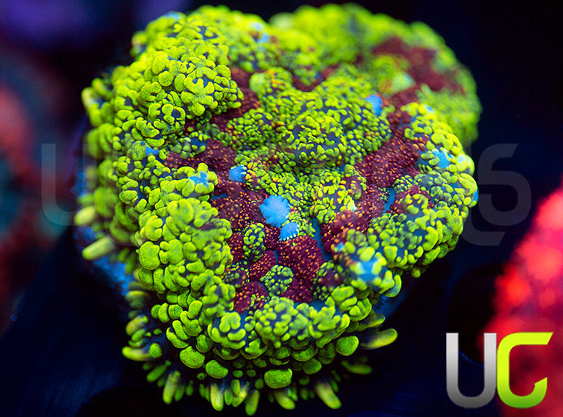 UC Cat-in-the-Hat Bounce Mushroom