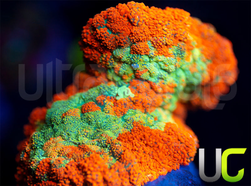 UC Hungry Hippo Mushroom