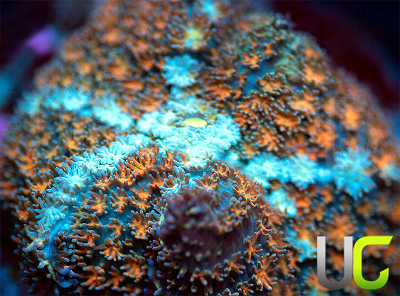 UC Sputnik Cushion Mushroom