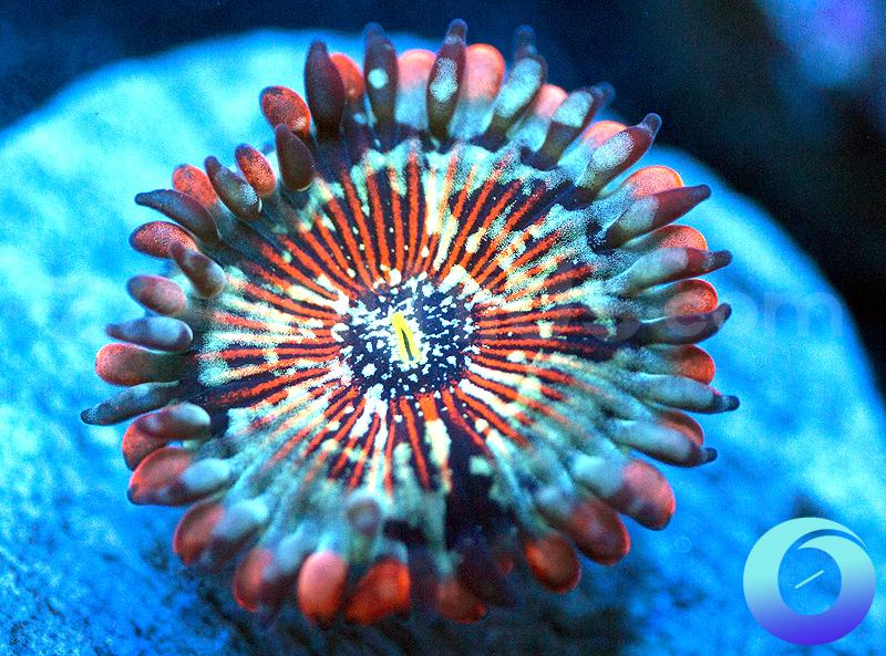 Seduction People Easter