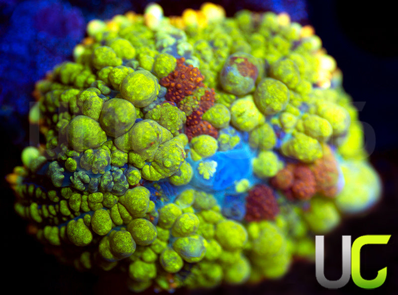 UC Punisher Bounce Mushroom