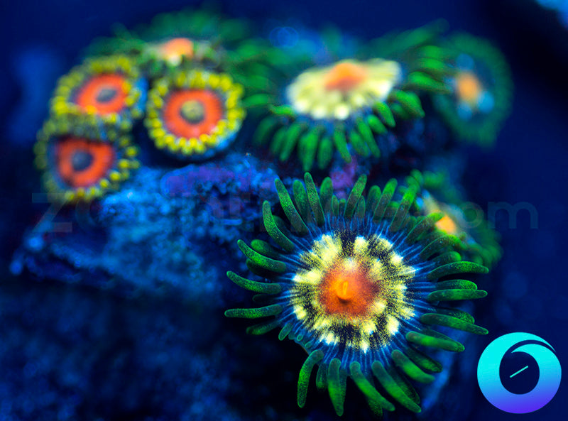 Daisy Cutters & Eagle Eyes