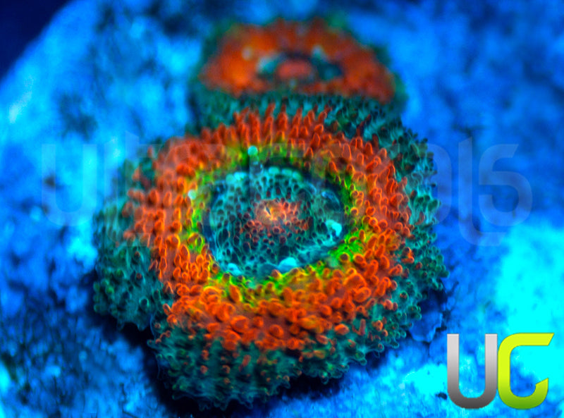 UC Taste the Rainbow Micro Amakusensis
