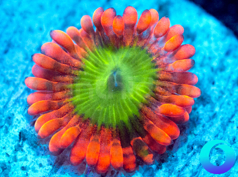 LIVE AUCTION TEMPLATE PRODUCT - INCREASE QTY