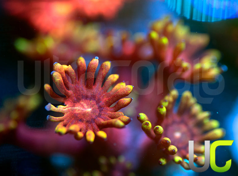 Pedros Rainbow Glitter Goni