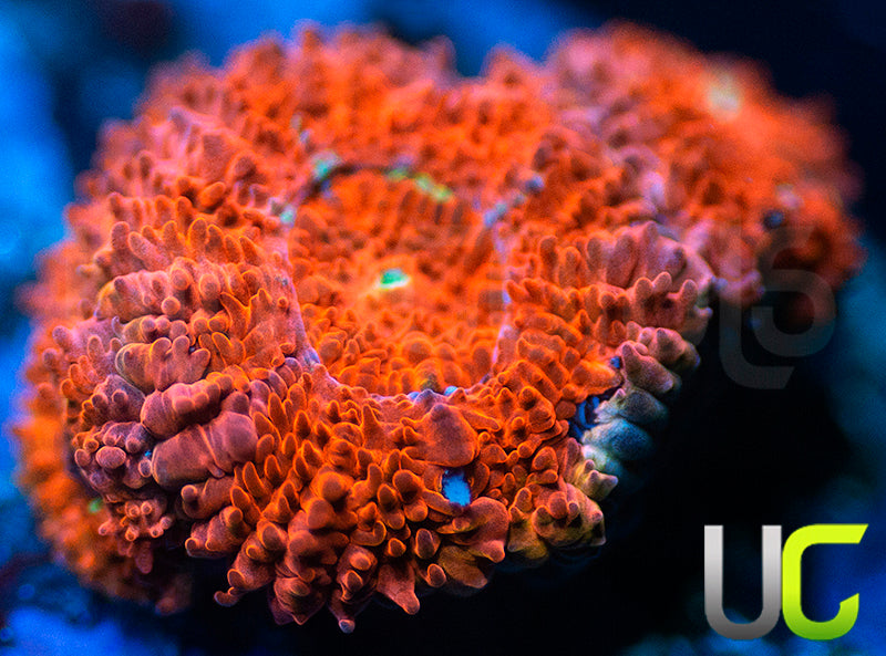 UC Watermelon Mojito Micro Amakusensis