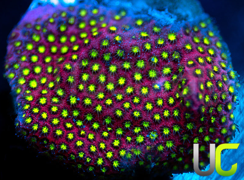 UC Raspberry Pie Stylo