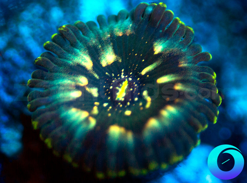 Hawaiian Ding Dang PE