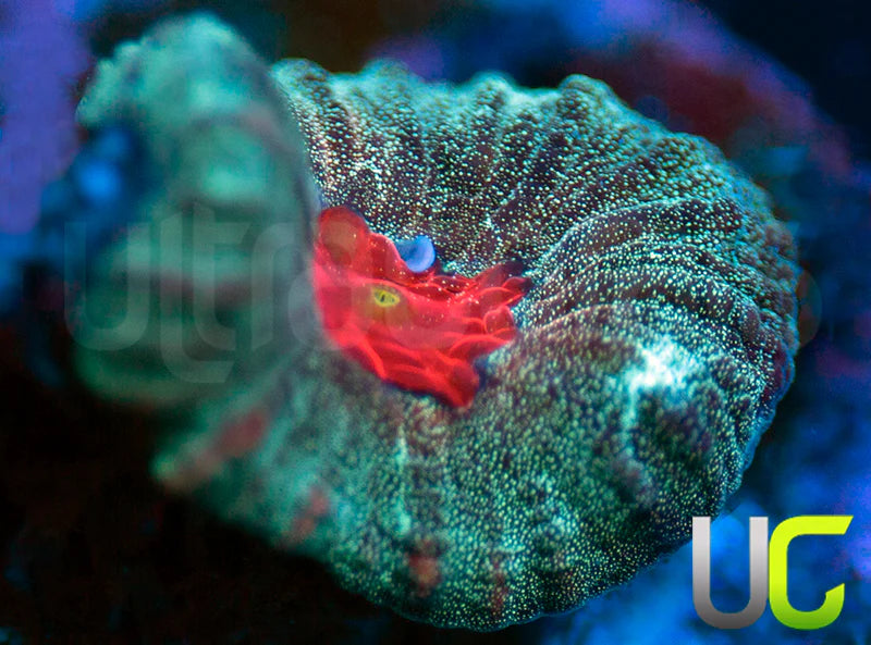 Hamster in a Blender Favia