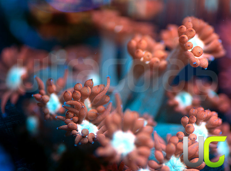 UC Cosmic Candy Goni