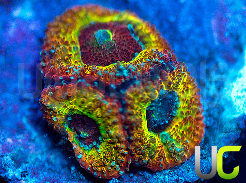 UC Sunfire Micro Amakusensis