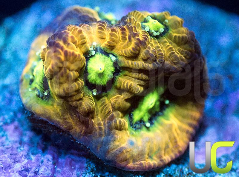 RC Rain of War Favites