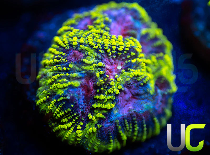 UC License to Kill Favia