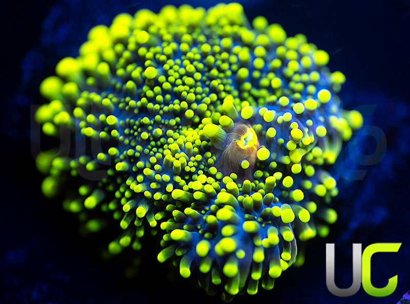 UC Green Lantern Ricordea