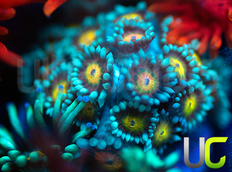 UC Rainbow Wolverines Goni