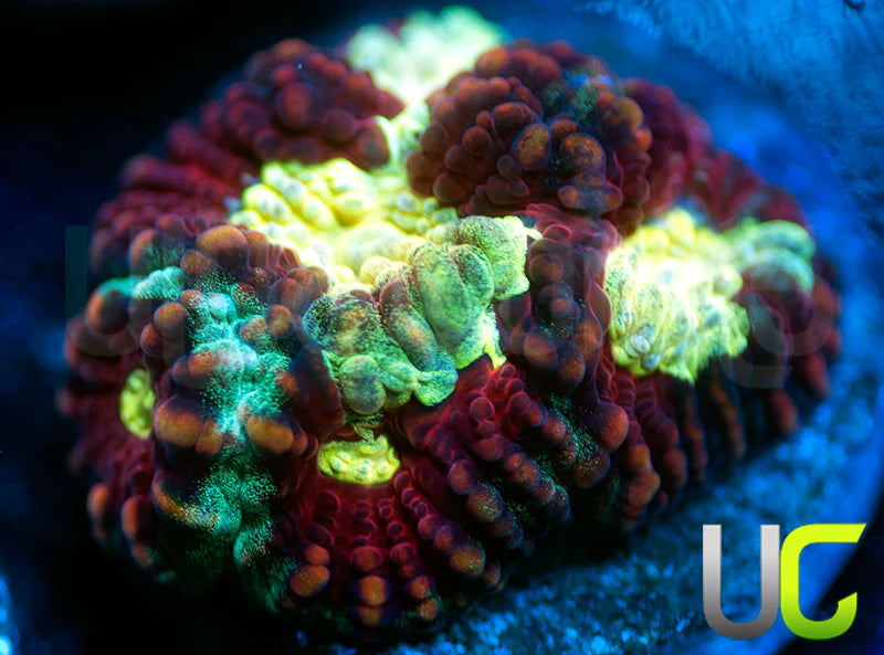 UC Strobe Light Favia