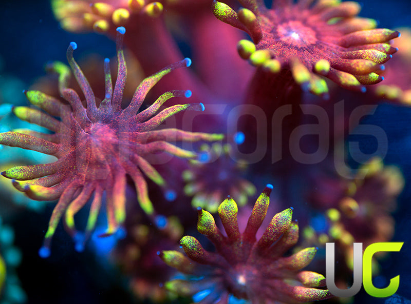 Pedros Rainbow Glitter Goni