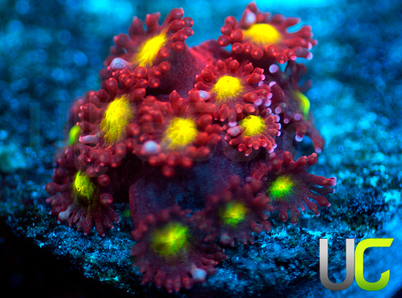 UC Spiked Punch Micro Goni