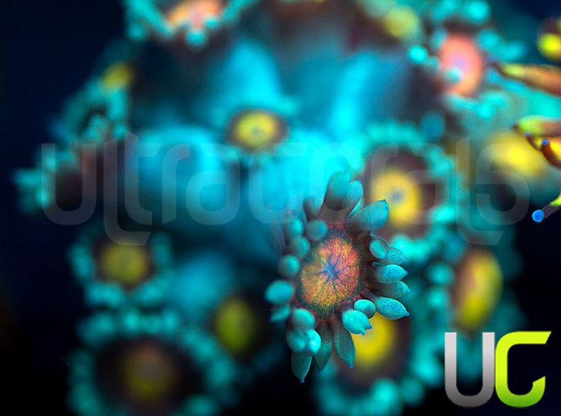 UC Rainbow Wolverines Goni