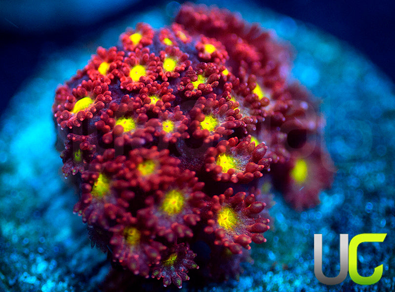 UC Spiked Punch Micro Goni