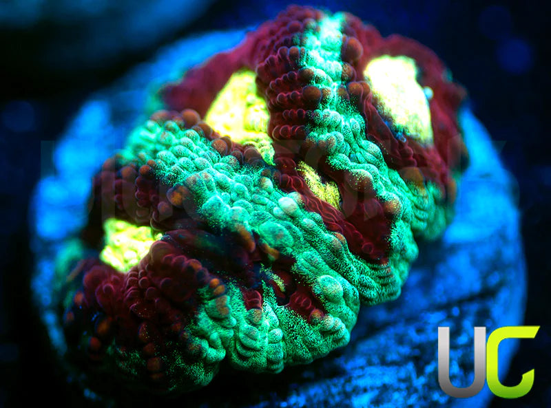 UC Strobe Light Favia