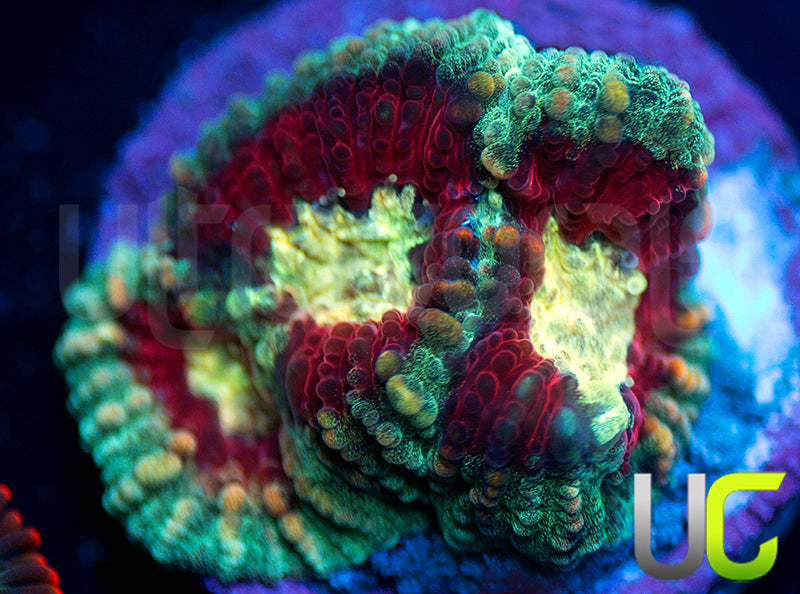 UC Strobe Light Favia