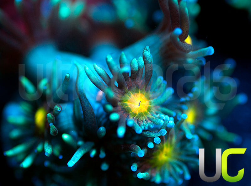 UC Rainbow Wolverines Goni