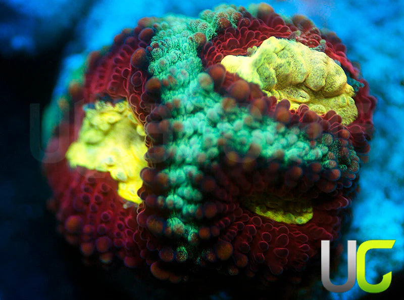 UC Strobe Light Favia