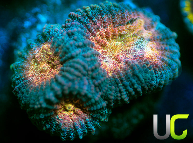 UC Babys Breath Favia