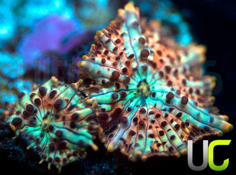 UC Lightning Leopard Mushrooms