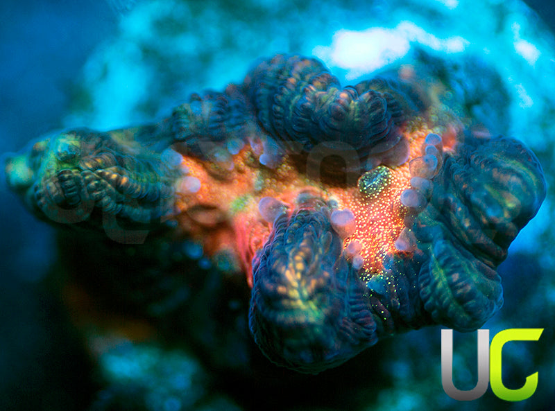 NEW RELEASE: UC Melon Baller Platy