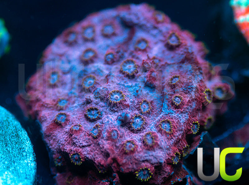 UC Strawberry Shortcake Cyphastrea