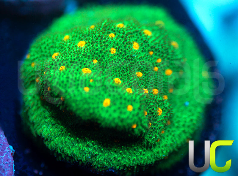 CC Smashing Pumpkins Psammocora