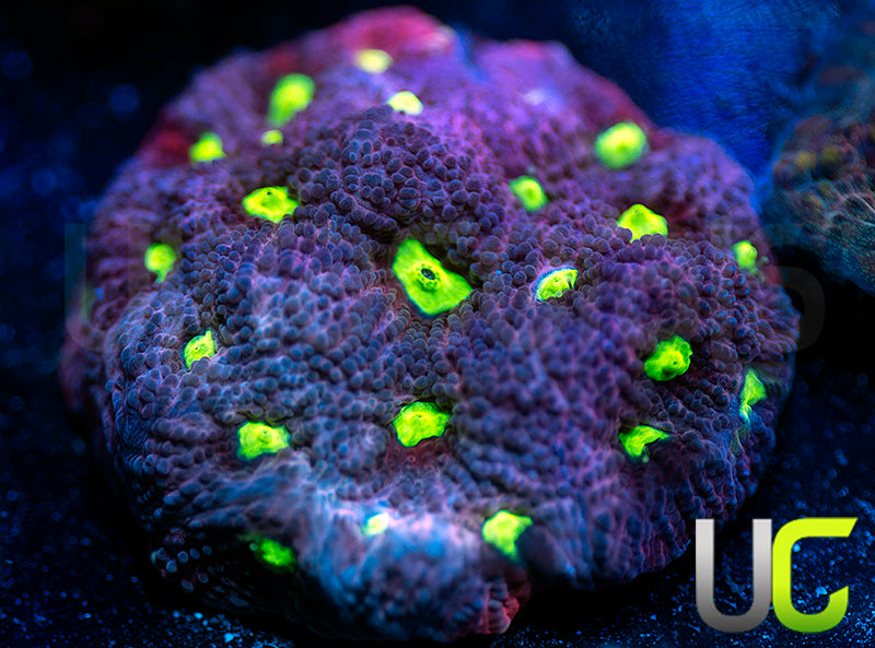 UC Pink Splash Favites