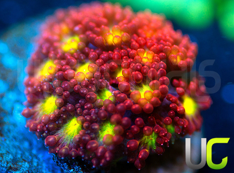 UC Party Crasher Micro Goni