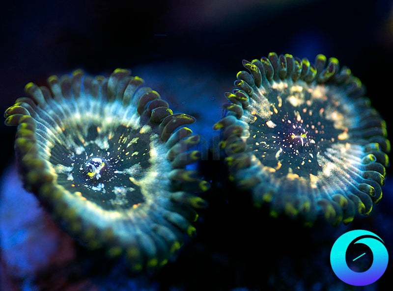 Hawaiian Ding Dang PE