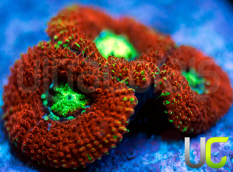 UC Blood Hunter Micro Amakusensis