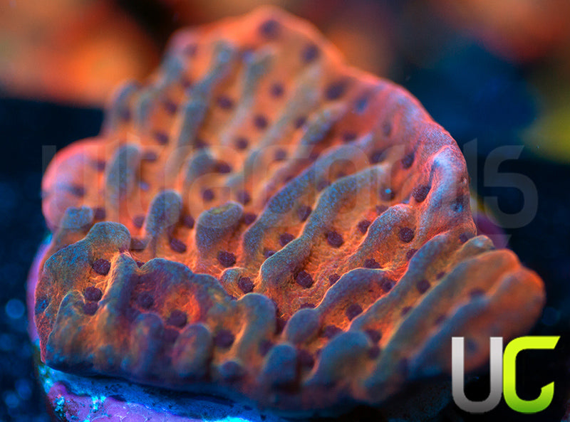 RR Nauti Spiral Monti