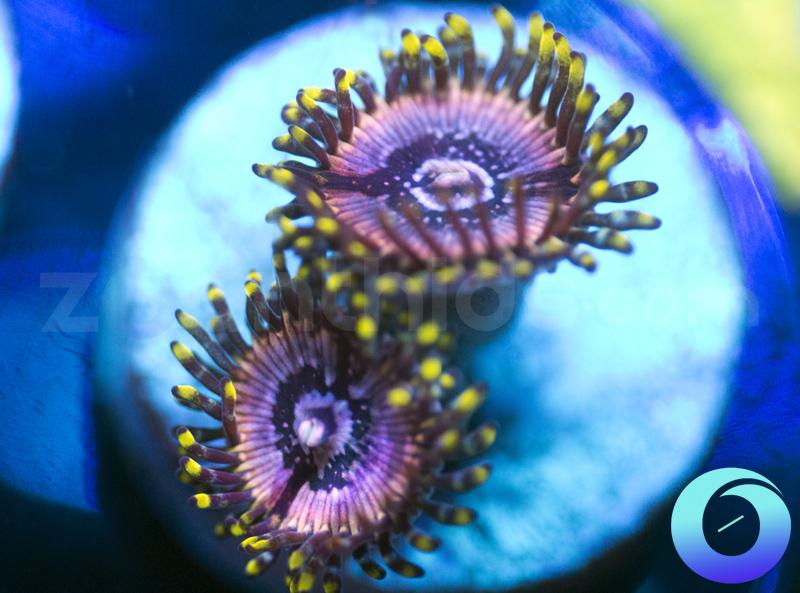 NEW Release Ultimate Orchids