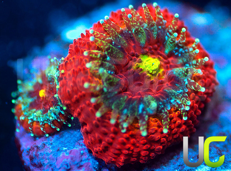 NEW RELEASE: UC Skittles Micro Amakusensis