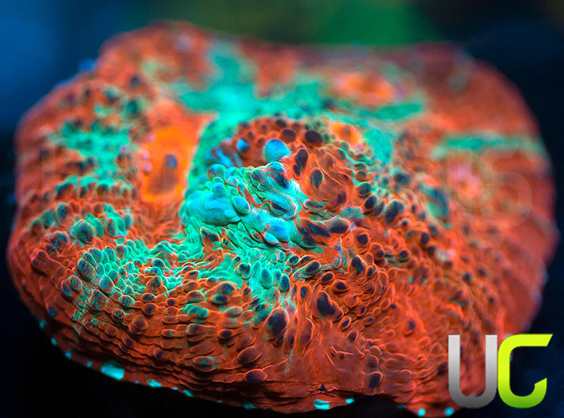 Dungeon Boss Chalice