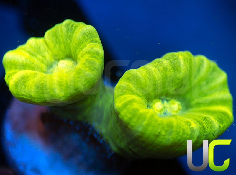 Kryptonite Candy Cane